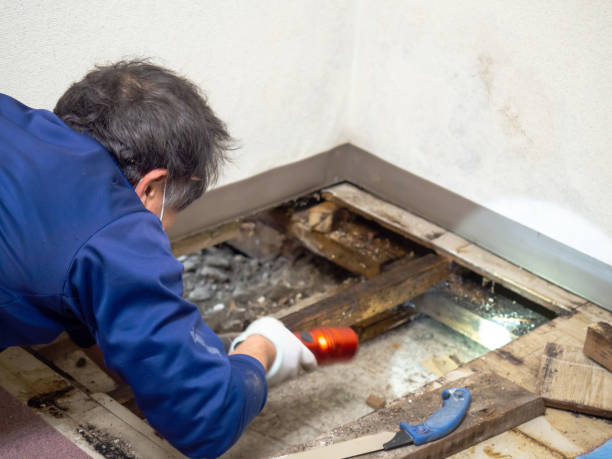 Best Certified Mold Removal  in Hallettsville, TX