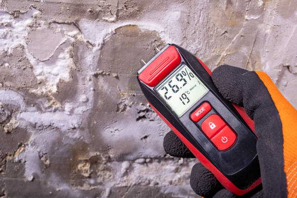 Best Office Mold Removal Services  in Hallettsville, TX