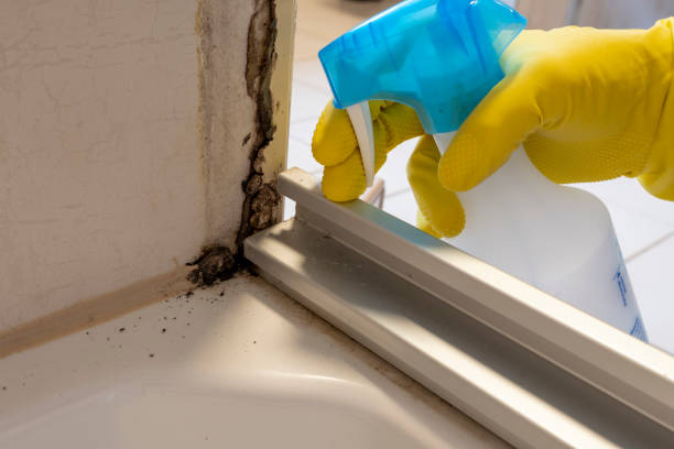 Mold Removal Process in Hallettsville, TX
