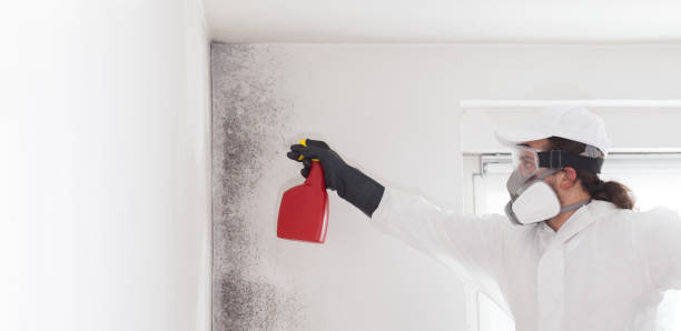 Best Affordable Mold Removal  in Hallettsville, TX