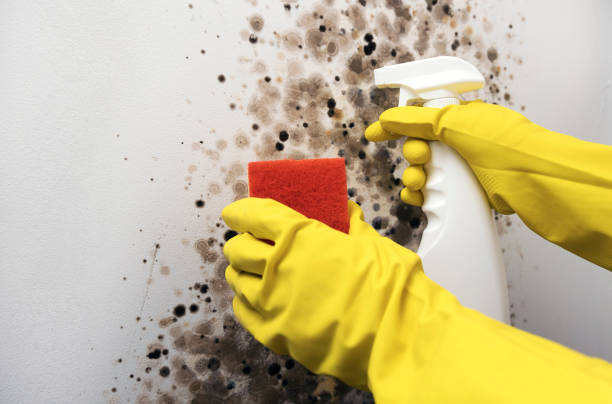 Best Mold Removal Company Near Me  in Hallettsville, TX