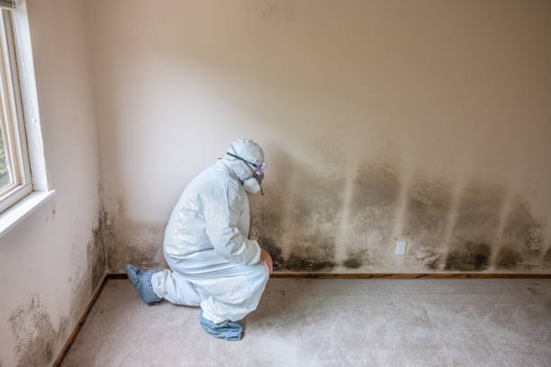 Best Mold Removal Near Me  in Hallettsville, TX