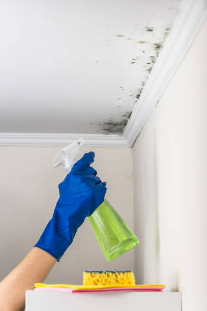Best Crawl Space Mold Removal  in Hallettsville, TX