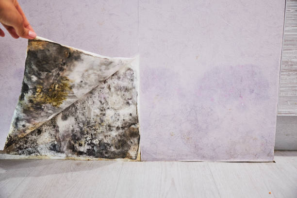 Best Mold Testing  in Hallettsville, TX
